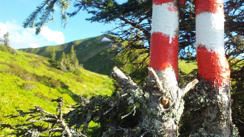 Wanderung Bike & Hike Wandertipp Mörsbachalm - Gstemmerscharte - Touren-Impression #2.2 | © Erich Reith