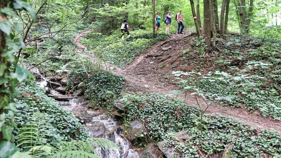 Wanderung Ringwarte-Runde, Hartberg - Touren-Impression #2.3 | © Oststeiermark Tourismus