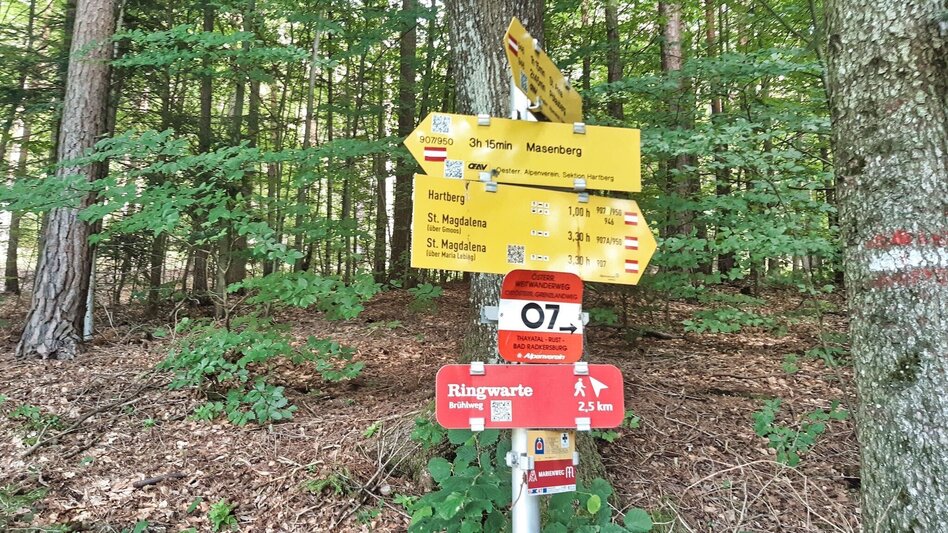Wanderung Ringwarte-Runde, Hartberg - Touren-Impression #2.9 | © Weges OG