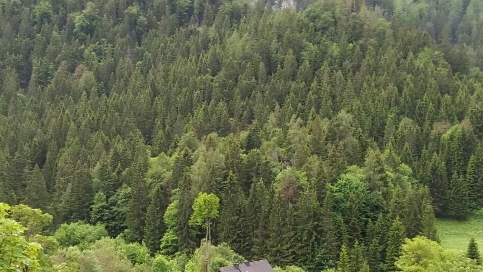 Mountain Biking Mountain Biking Tour over the Mürzsteg Alpine Pastures in the Mürzer Oberland Nature Park - Touren-Impression #2.3 | © TV Hochsteiermark