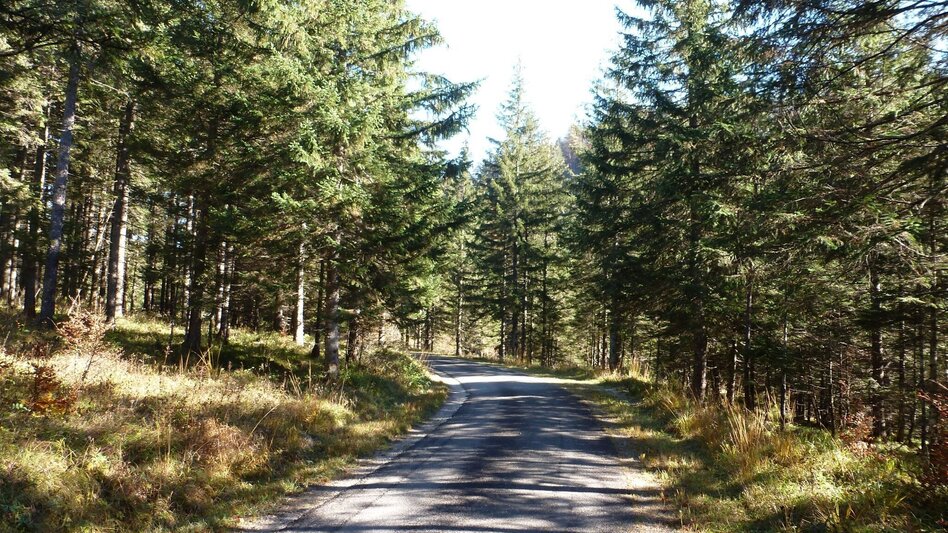Mountain Biking Wildalpen Rundfahrt - Touren-Impression #2.7 | © Tourismusverband Wildalpen