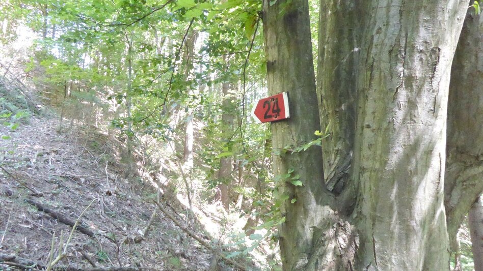 Hiking route Ruine Ahnherrn Rundwanderweg - Touren-Impression #2.4 | © TV Südsteiermark