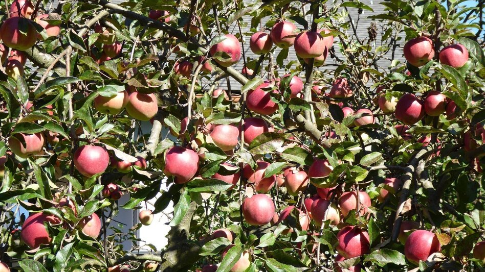 Wanderung Der Teichweg im Sulmtal Nr. 4 - Touren-Impression #2.3 | © TVB/Südsteiermark/Christian Heugl