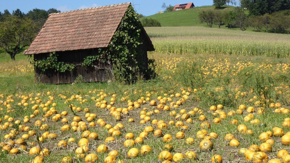 Wanderung Archäologischer Weg 2 rund um St. Martin im Sulmtal - Touren-Impression #2.3 | © TVB/Südsteiermark/Christian Heugl