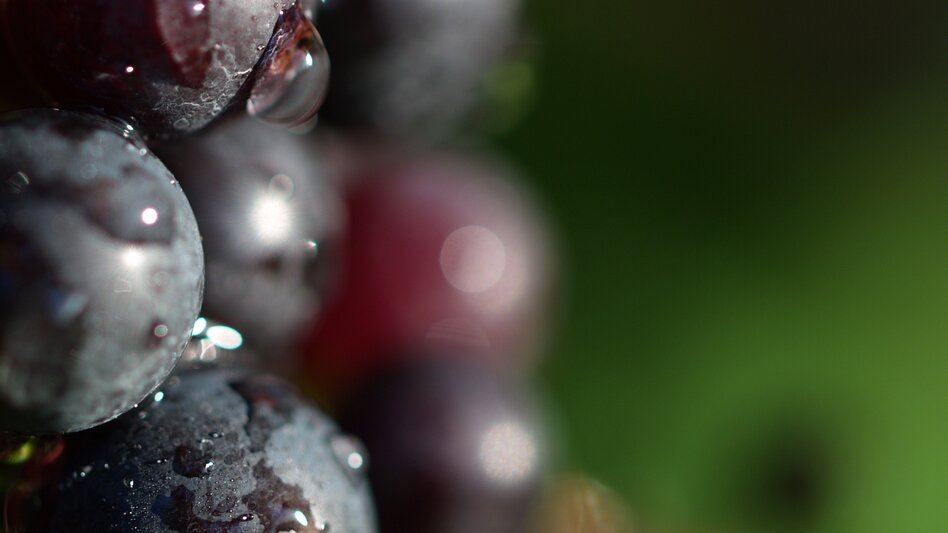 Panoramatouren/Themenstraßen Schilcher Weinstraße - Touren-Impression #2.3 | © Werner Goach