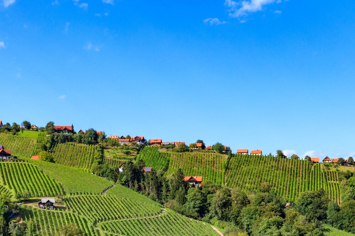 Panoramatouren/Themenstraßen Schilcher Weinstraße - Touren-Impression #1 | © Schilcherland Steiermark