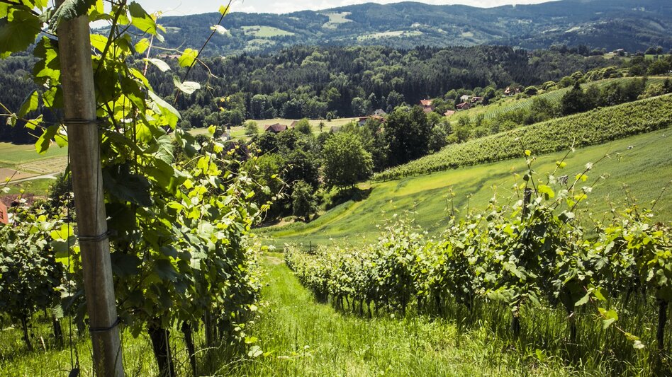 Panoramatouren/Themenstraßen Schilcher Weinstraße - Touren-Impression #2.7 | © Schilcherland Steiermark