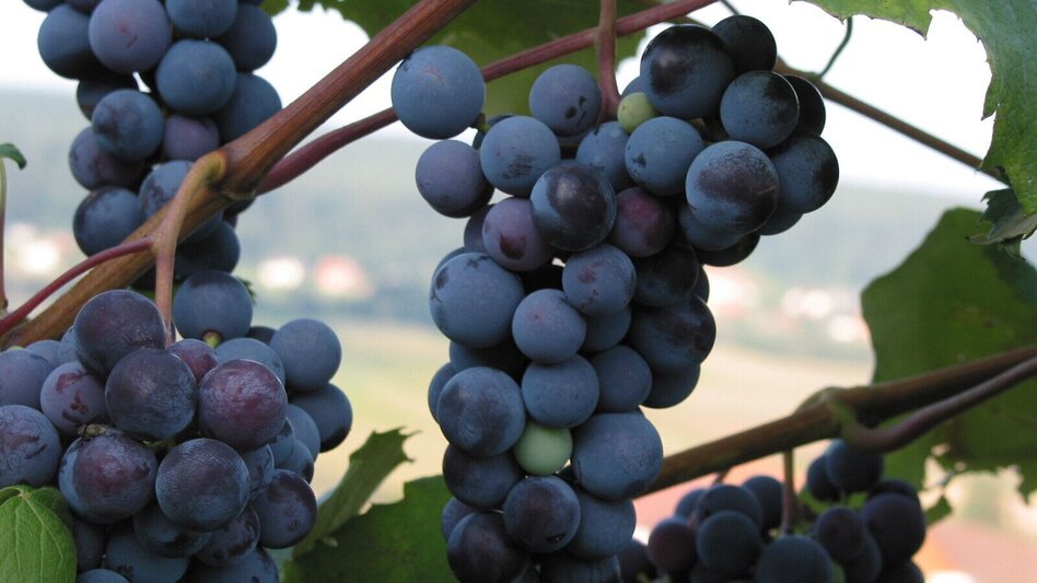 Radfahren Lucullus-Tour - Bad Waltersdorf - Touren-Impression #2.2 | © Thermen- & Vulkanland