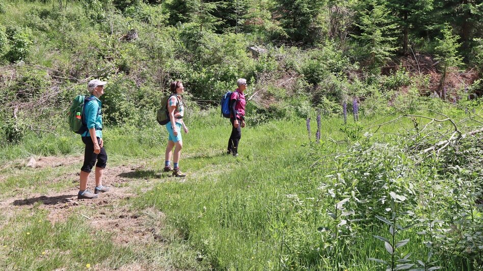 Wanderung Steinplan über Geierleitengraben - Touren-Impression #2.5 | © Weges OG