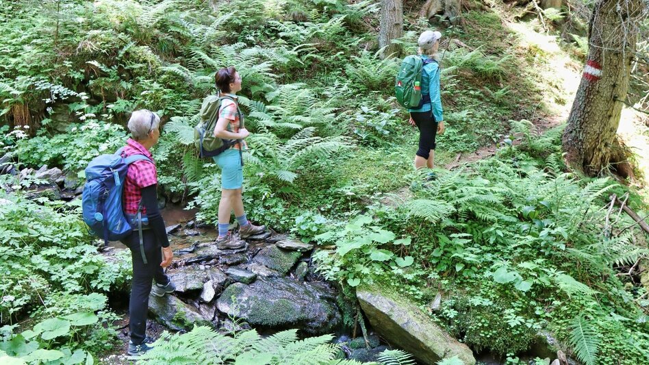 Wanderung Steinplan über Geierleitengraben - Touren-Impression #2.6 | © Weges OG