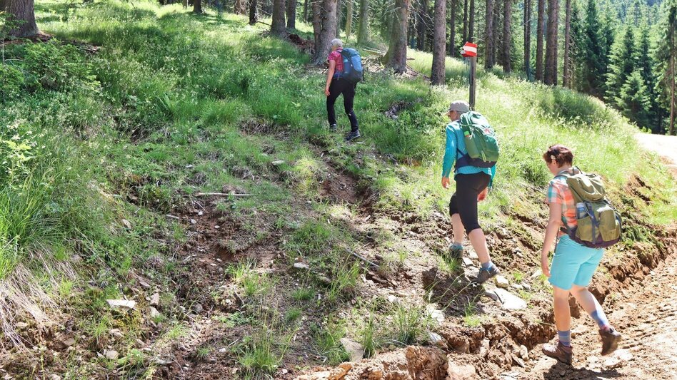 Wanderung Steinplan über Geierleitengraben - Touren-Impression #2.7 | © Weges OG