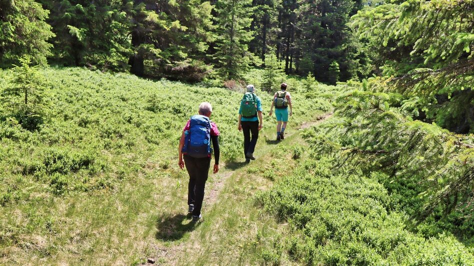 Wanderung Steinplan über Geierleitengraben - Touren-Impression #2.10 | © Weges OG