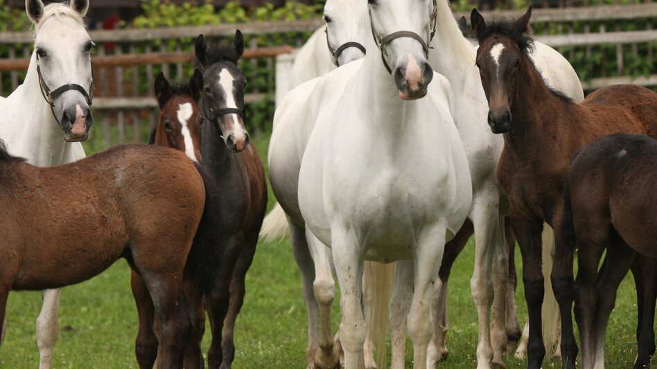 Panoramatouren/Themenstraßen Gaberl - Pack - Tour - Motorrad/Oldtimer - Touren-Impression #2.6 | © Lipizzanergestüt PIber