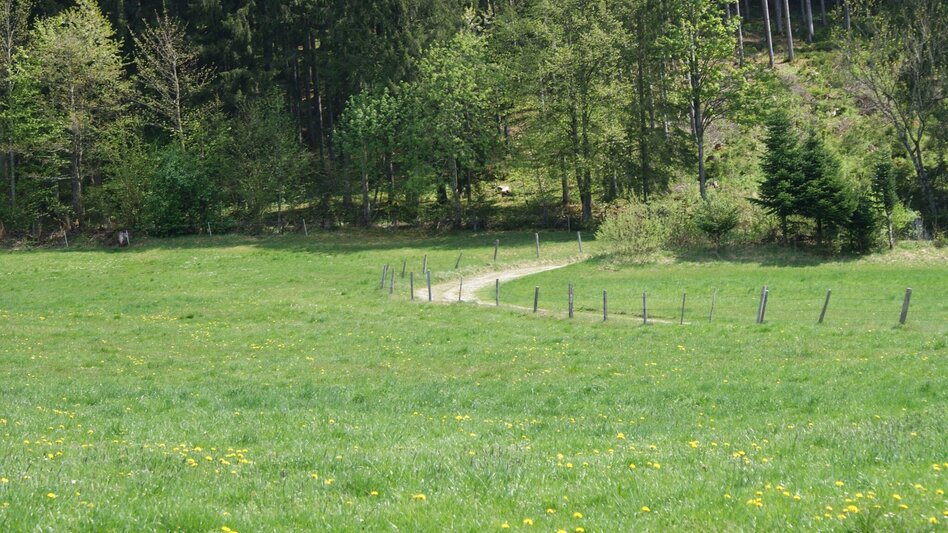 Wanderung Pürglitz-Rundwanderweg - Touren-Impression #2.2 | © Erlebnisregion Schladming-Dachstein