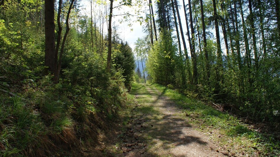 Wanderung Pürglitz-Rundwanderweg - Touren-Impression #2.3 | © Erlebnisregion Schladming-Dachstein