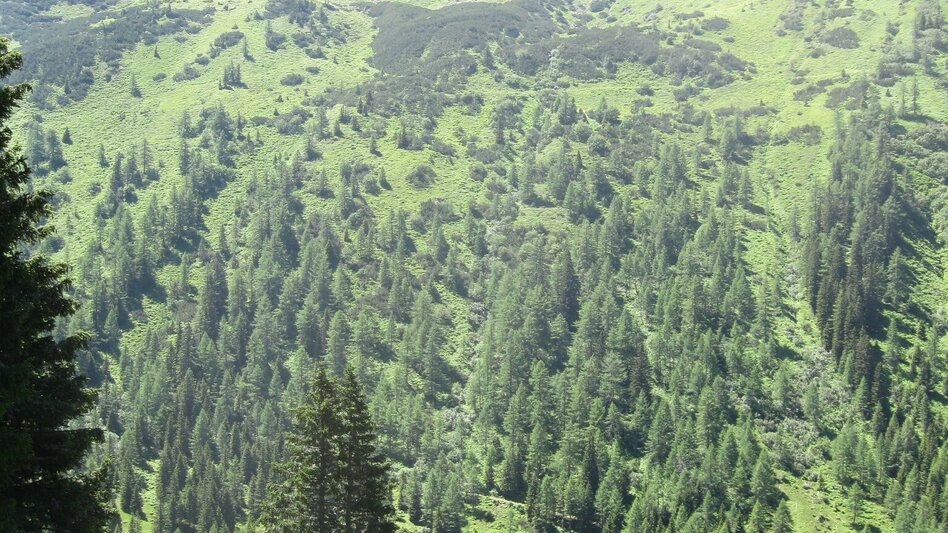 Wanderung Mahdfeldalm Rundwanderung - Touren-Impression #2.2 | © Fotograf: Volkhard Maier