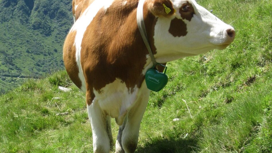 Wanderung Mahdfeldalm Rundwanderung - Touren-Impression #2.5 | © Fotograf: Volkhard Maier