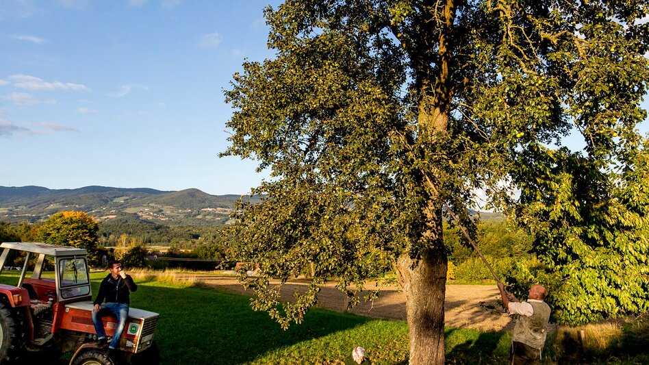 Long-Distance Hiking From the Glacier to the Wine - North Route - Touren-Impression #2.12 | © (c) Steiermark Tourismus /Tom Lamm