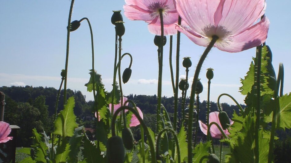 Hiking route Kürbis-Spazierrundweg - Touren-Impression #2.3 | © TVB/Südsteiermark