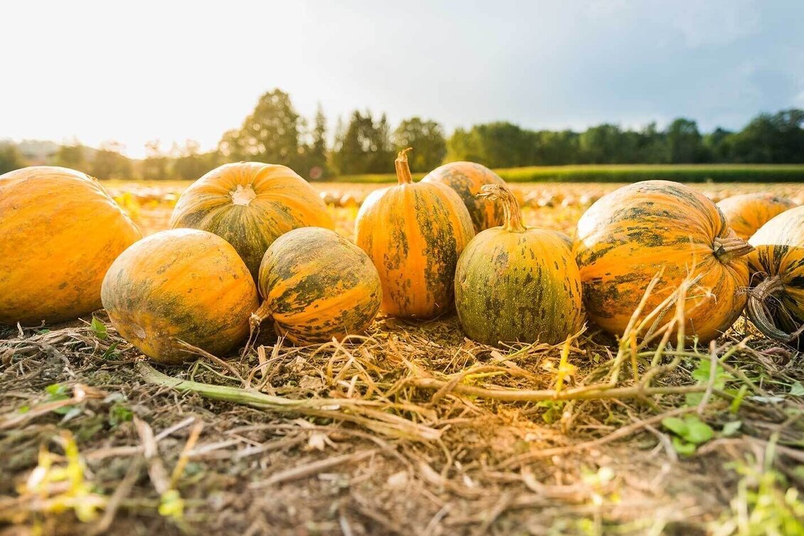Hiking route Kürbis-Spazierrundweg - Touren-Impression #1 | © Steirisches Kürbiskernöl ggA