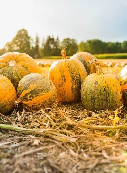 Steirischer Ölkürbis | © Steirisches Kürbiskernöl ggA | Stefan Kristoferitsch | © Steirisches Kürbiskernöl ggA