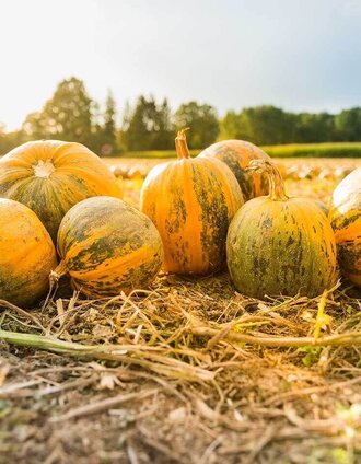 Steirischer Ölkürbis | Stefan Kristoferitsch | © Steirisches Kürbiskernöl ggA