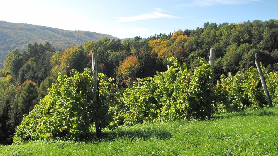 Hiking route Winzerweg in Bad Gams - Touren-Impression #2.1 | © TV Südsteiermark