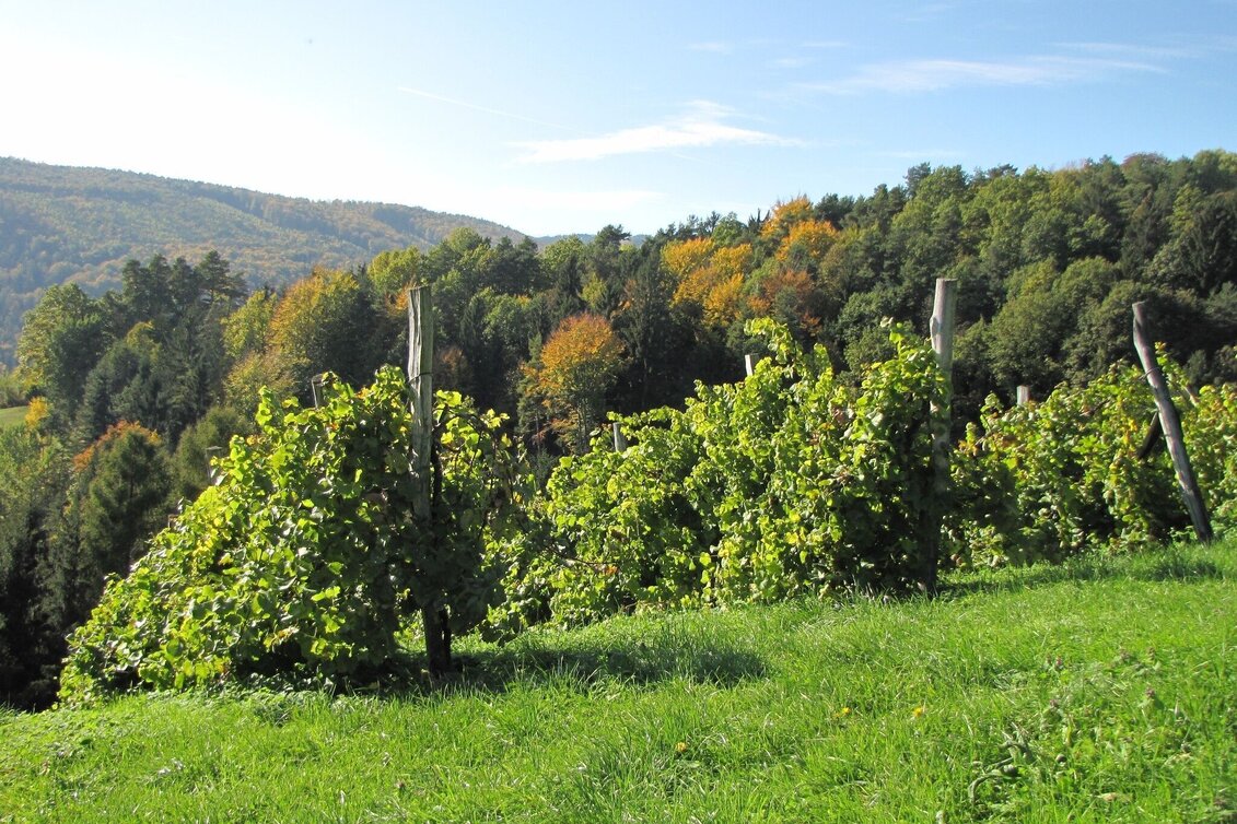 Hiking route Winzerweg in Bad Gams - Touren-Impression #1 | © TV Südsteiermark