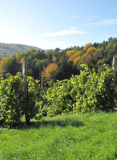 Vineyards in Bad Gams | © TV Südsteiermark | Brigitte Kügerl | © TV Südsteiermark