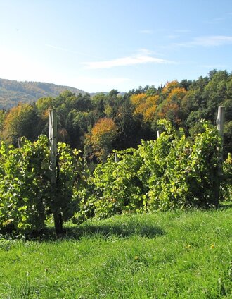 Vineyards in Bad Gams | Brigitte Kügerl | © TV Südsteiermark