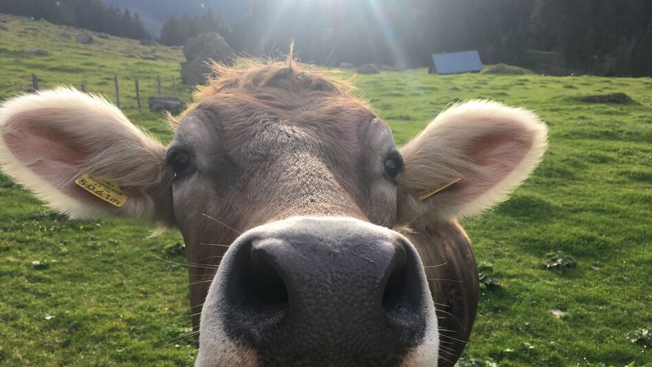 Hiking route "Secrets of water" Bräualm - Touren-Impression #2.4 | © Erlebnisregion Schladming-Dachstein