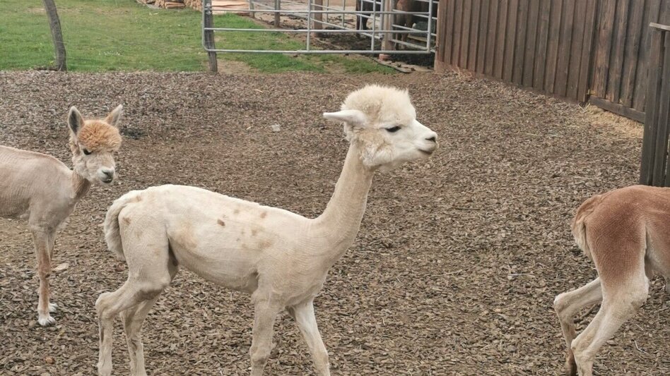 Wanderung Frauentaler Genusswanderung  - Touren-Impression #2.1 | © Südsteiermark