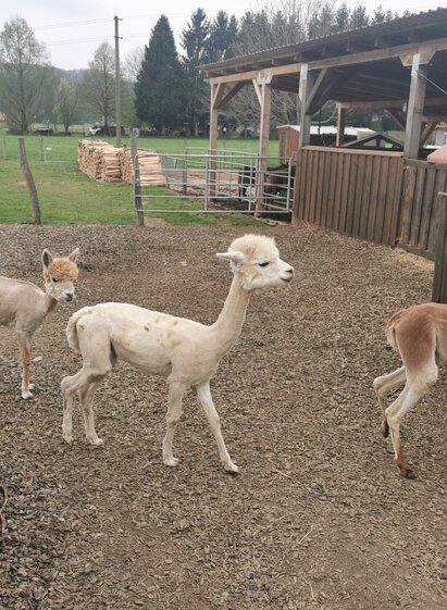 Alpakaranch | © Südsteiermark | Claudia Dunst | © Südsteiermark