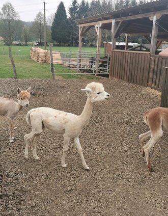Alpakaranch | Claudia Dunst | © Südsteiermark