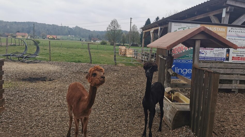 Wanderung Frauentaler Genusswanderung  - Touren-Impression #2.2 | © Südsteiermark