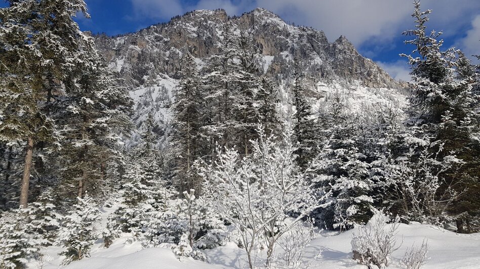 Langlauf klassisch Grüner See Loipe - Touren-Impression #2.3 | © Tourismusverband ERZBERG LEOBEN
