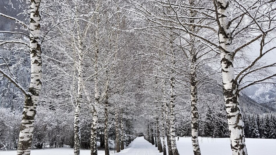 Langlauf klassisch Grüner See Loipe - Touren-Impression #2.5 | © Tourismusverband ERZBERG LEOBEN