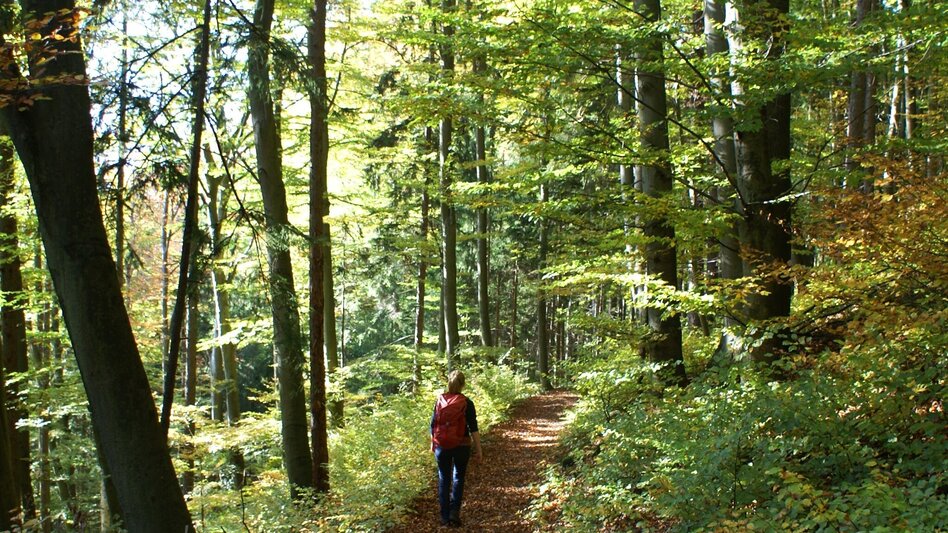 Hiking route Enzenbacher Familientour über den Gsollerkogel - Touren-Impression #2.3 | © Region Graz