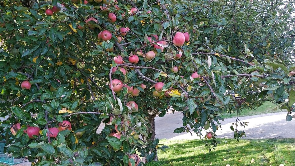 Radfahren Hopfen-Tour, Ökoregion Kaindorf - Touren-Impression #2.3 | © Oststeiermark Tourismus