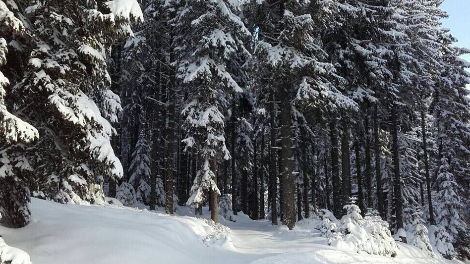 Ski nordic skating Hebalm-Loipe - Touren-Impression #2.5 | © www.langlauf-hebalm.com