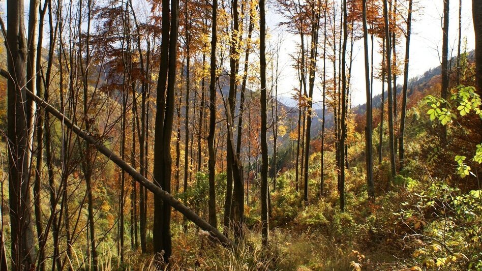 Hiking route Mühlbacher Hütte Rundwanderung über den Kaschlsteig - Touren-Impression #2.4 | © Tourismusregion OberGraz
