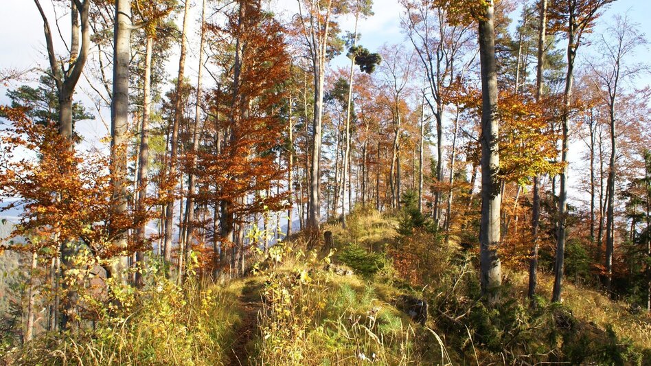 Hiking route Mühlbacher Hütte Rundwanderung über den Kaschlsteig - Touren-Impression #2.7 | © Tourismusregion OberGraz