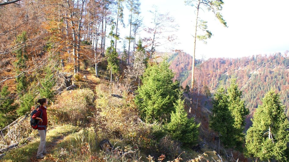 Hiking route Mühlbacher Hütte Rundwanderung über den Kaschlsteig - Touren-Impression #2.8 | © Tourismusregion OberGraz