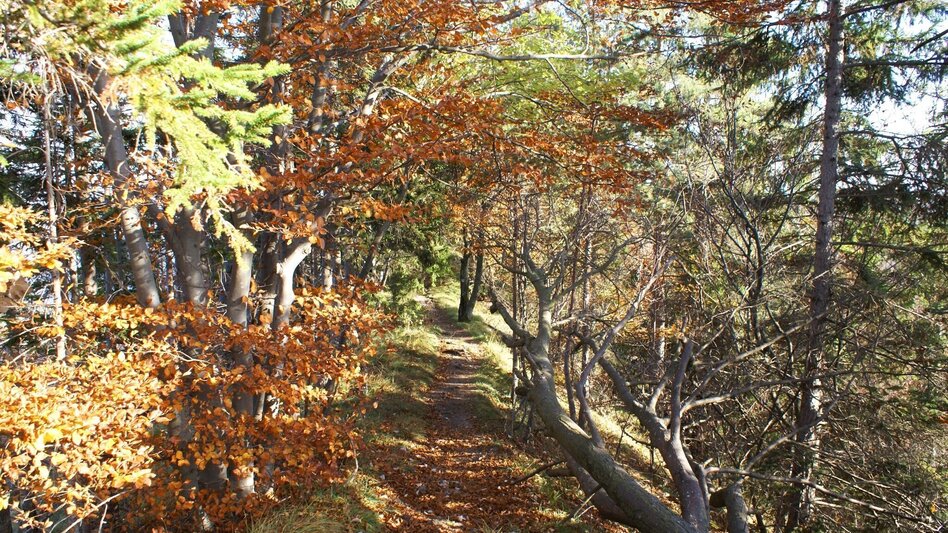 Hiking route Mühlbacher Hütte Rundwanderung über den Kaschlsteig - Touren-Impression #2.9 | © Tourismusregion OberGraz