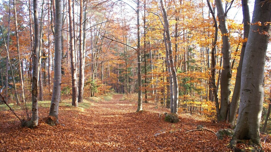Hiking route Mühlbacher Hütte Rundwanderung über den Kaschlsteig - Touren-Impression #2.11 | © Tourismusregion OberGraz
