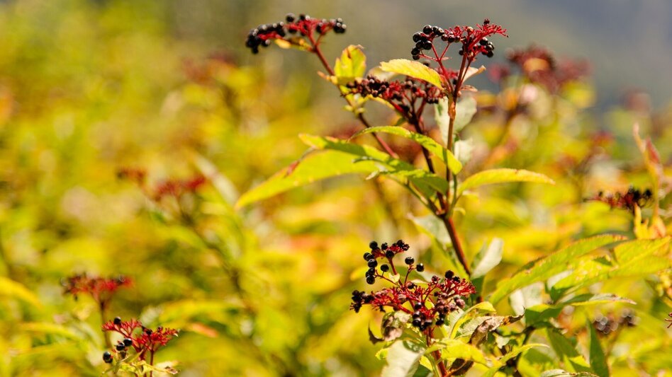 Hiking route Mühlbacher Hütte Rundwanderung über den Kaschlsteig - Touren-Impression #2.12 | © Region Graz