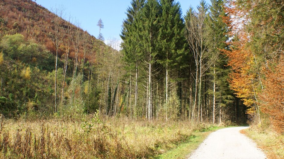 Mountainbike Vier-Tausender-MTB-Runde - Touren-Impression #2.3 | © Region Graz