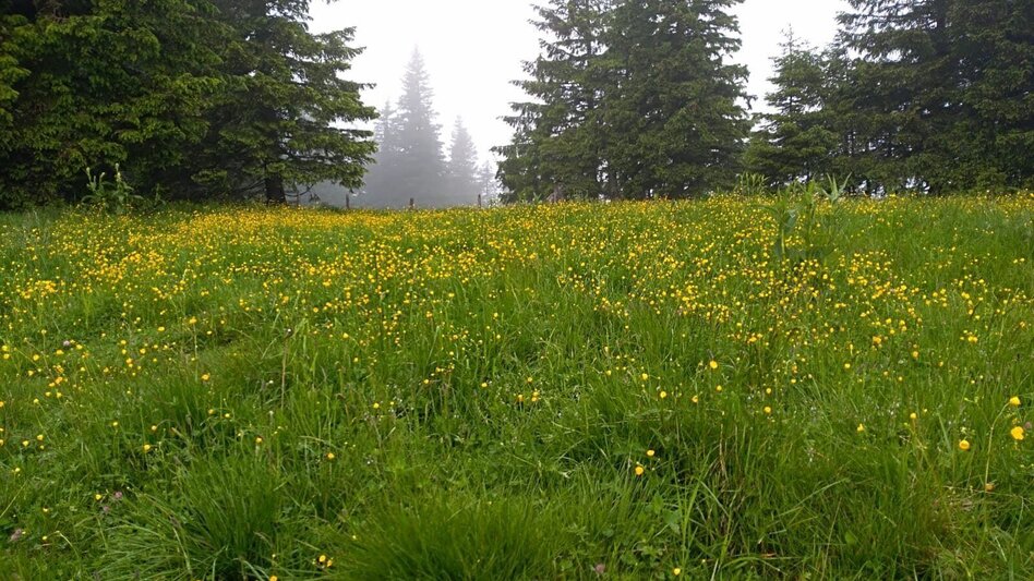 Hiking route Salzstiegl - Speikkogel - Touren-Impression #2.5 | © Erlebnisregion Murtal