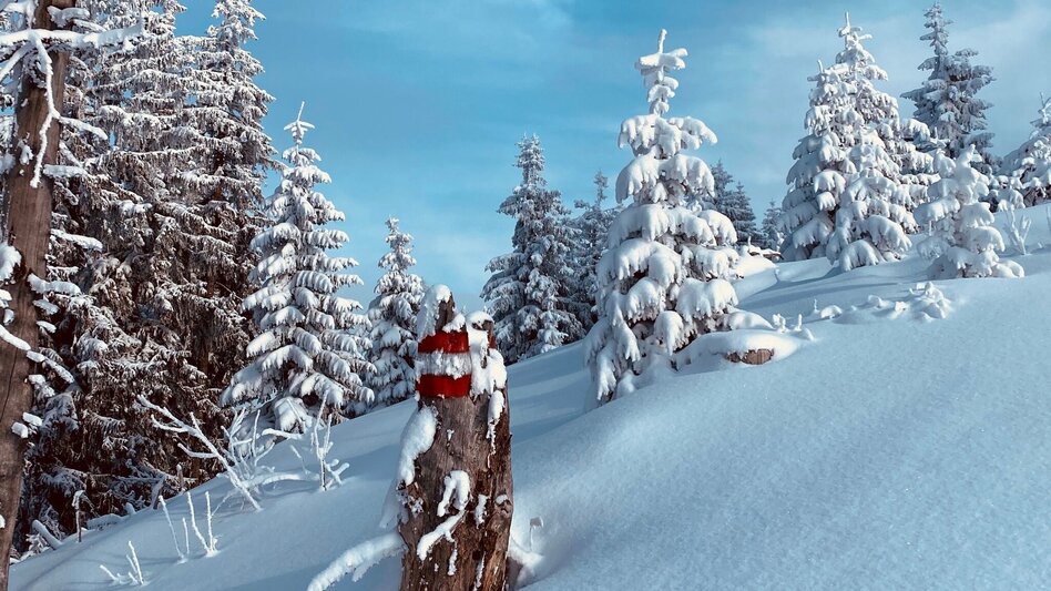 Schneeschuh Schneeschuhwanderung zur Hohen Trett - Touren-Impression #2.4 | © Erlebnisregion Schladming-Dachstein
