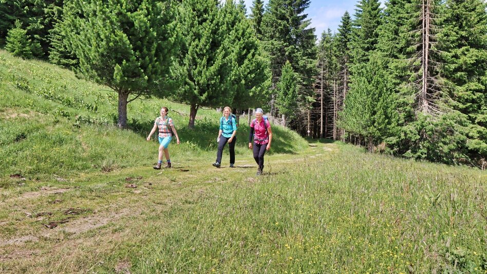 Hiking route Steinplan from the Rachau - Augerlgraben - Touren-Impression #2.7 | © Weges OG